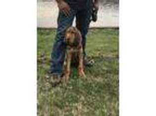 Bloodhound Puppy for sale in Dover, PA, USA