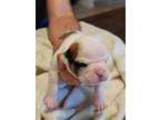 Olde English Bulldogge Puppy for sale in Glassboro, NJ, USA