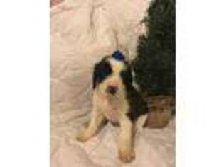 Beagle Puppy for sale in Sturgis, MI, USA