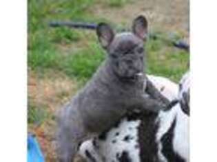French Bulldog Puppy for sale in Fort Valley, GA, USA