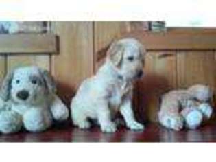 Golden Retriever Puppy for sale in Monmouth, ME, USA