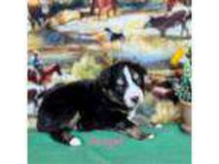 Miniature Australian Shepherd Puppy for sale in Prescott, AZ, USA