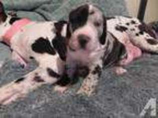 Great Dane Puppy for sale in NASHVILLE, IN, USA