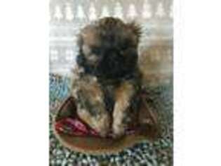 Mutt Puppy for sale in Claremont, CA, USA