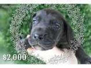 Great Dane Puppy for sale in Westminster, MD, USA