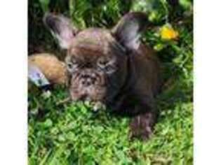 French Bulldog Puppy for sale in Winlock, WA, USA