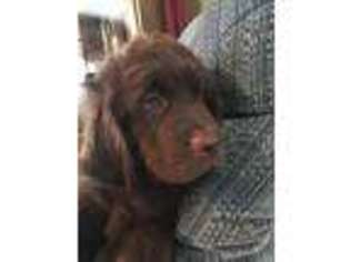 Newfoundland Puppy for sale in Mc Clure, OH, USA