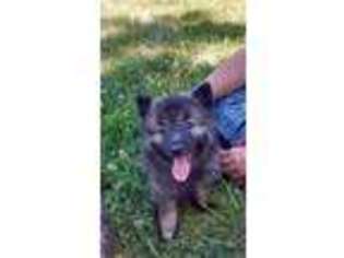 Keeshond Puppy for sale in Augusta, IL, USA