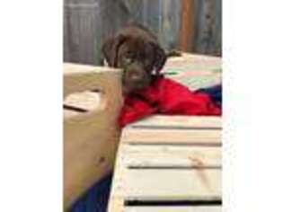 Labrador Retriever Puppy for sale in Sultan, WA, USA