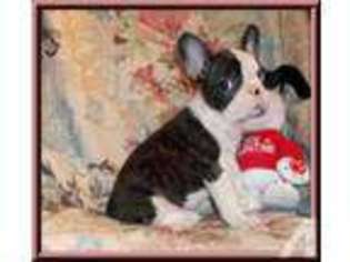 Mutt Puppy for sale in MARIANNA, FL, USA