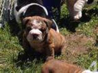 Bulldog Puppy for sale in STRATFORD, CT, USA