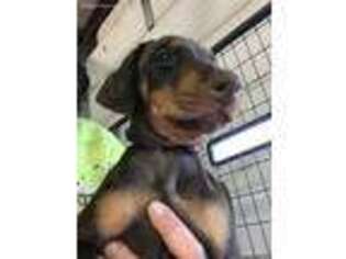 Doberman Pinscher Puppy for sale in Wayne, NE, USA