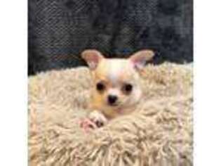 Chihuahua Puppy for sale in Santa Fe, TX, USA