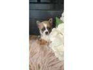 Chihuahua Puppy for sale in Linden, MI, USA