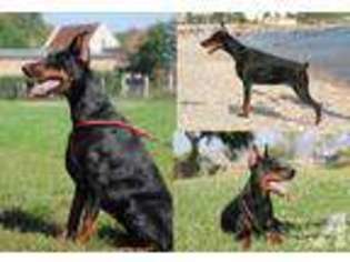 Doberman Pinscher Puppy for sale in PACIFIC PALISADES, CA, USA