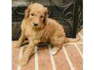 Goldendoodle Puppy for sale in Atlanta, GA, USA