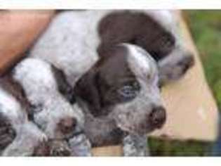 German Wirehaired Pointer Puppy for sale in Ulm, MT, USA