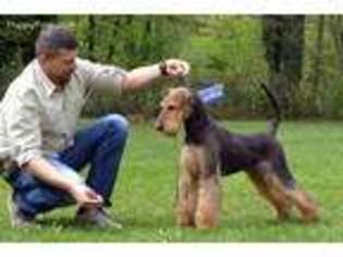Airedale Terrier Puppy for sale in New York, NY, USA