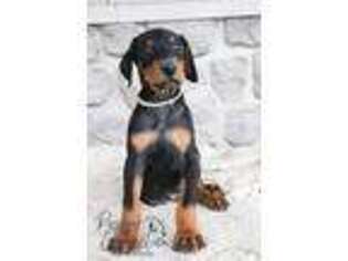 Doberman Pinscher Puppy for sale in Topeka, IN, USA