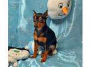 Miniature Pinscher Puppy for sale in Poplar Bluff, MO, USA