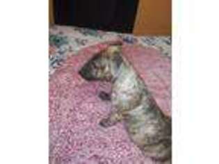 Bull Terrier Puppy for sale in Monett, MO, USA
