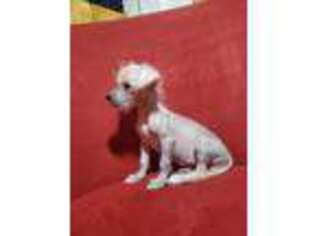 Chinese Crested Puppy for sale in Fall River, WI, USA