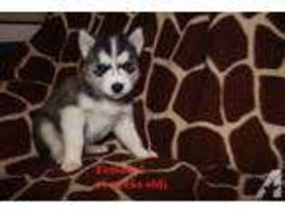 Siberian Husky Puppy for sale in GILBERTS, IL, USA