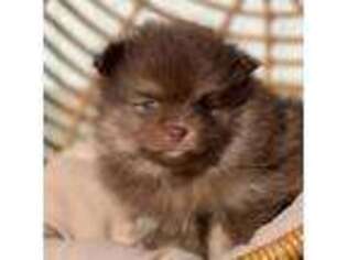 Pomeranian Puppy for sale in Beaumont, CA, USA
