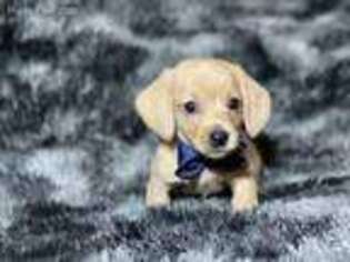 Dachshund Puppy for sale in Brooksville, FL, USA