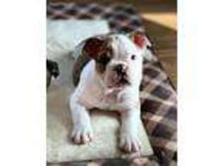 Bulldog Puppy for sale in Warrenton, MO, USA