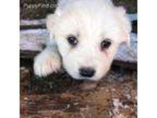 Great Pyrenees Puppy for sale in Boulder, CO, USA