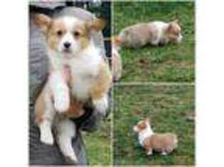 Pembroke Welsh Corgi Puppy for sale in Eatonville, WA, USA