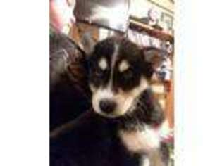 Siberian Husky Puppy for sale in Parsons, TN, USA