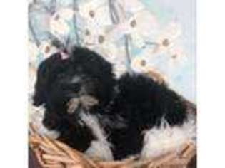Havanese Puppy for sale in Ladson, SC, USA