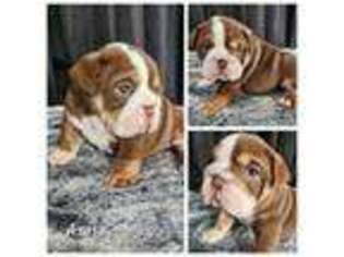 Bulldog Puppy for sale in Pasco, WA, USA