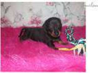 Dachshund Puppy for sale in Fort Worth, TX, USA