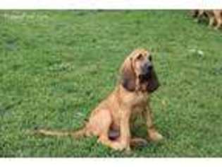 Bloodhound Puppy for sale in North Fond Du Lac, WI, USA