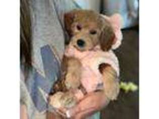 Mutt Puppy for sale in Colbert, GA, USA