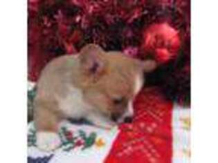Pembroke Welsh Corgi Puppy for sale in Los Angeles, CA, USA