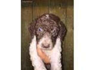 Labradoodle Puppy for sale in Marion, AR, USA