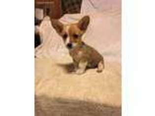 Pembroke Welsh Corgi Puppy for sale in Headland, AL, USA