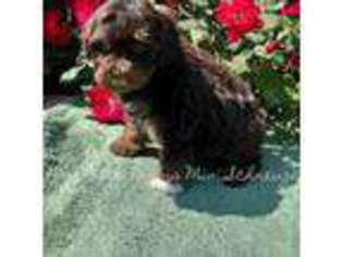 Schnoodle (Standard) Puppy for sale in Norwood, NC, USA