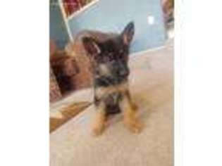 German Shepherd Dog Puppy for sale in Versailles, MO, USA