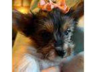 Yorkshire Terrier Puppy for sale in Cabool, MO, USA