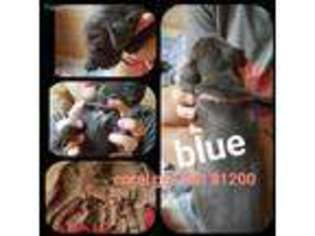 Great Dane Puppy for sale in Gold Hill, NC, USA