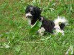 Havanese Puppy for sale in NEWFIELD, NJ, USA