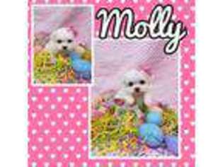 Maltese Puppy for sale in Shepherdsville, KY, USA