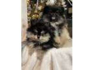 Pomeranian Puppy for sale in Southaven, MS, USA