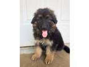 German Shepherd Dog Puppy for sale in Tyler, TX, USA
