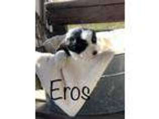Australian Shepherd Puppy for sale in Beaverdam, VA, USA